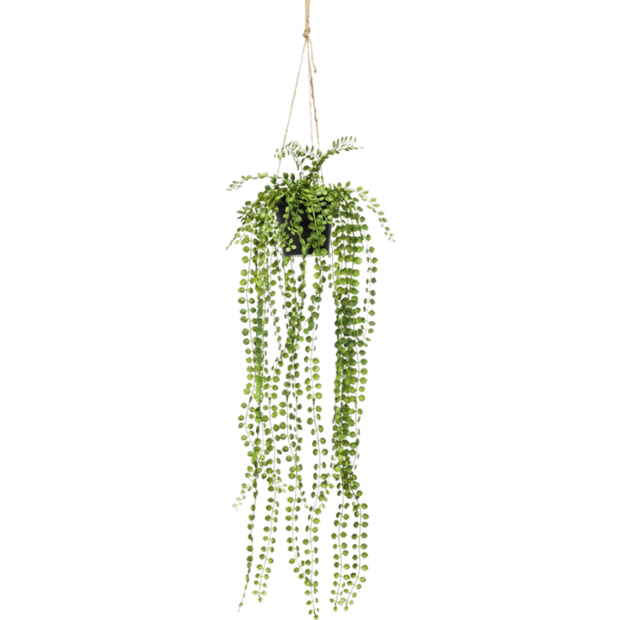 Klimficus