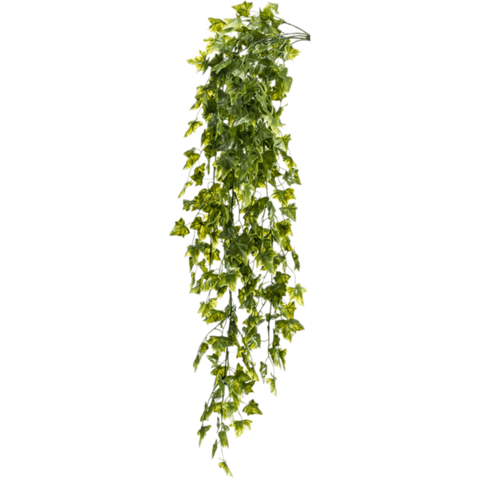 Klimop