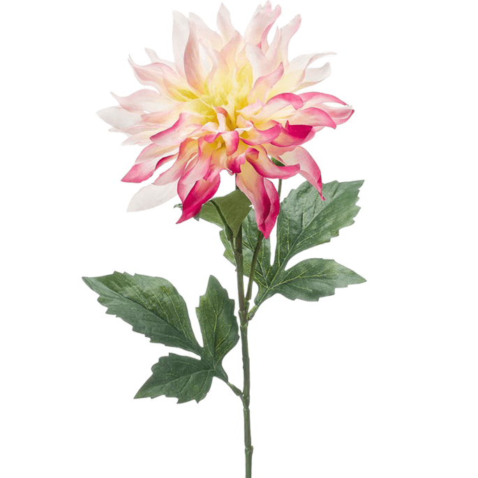 Dahlia