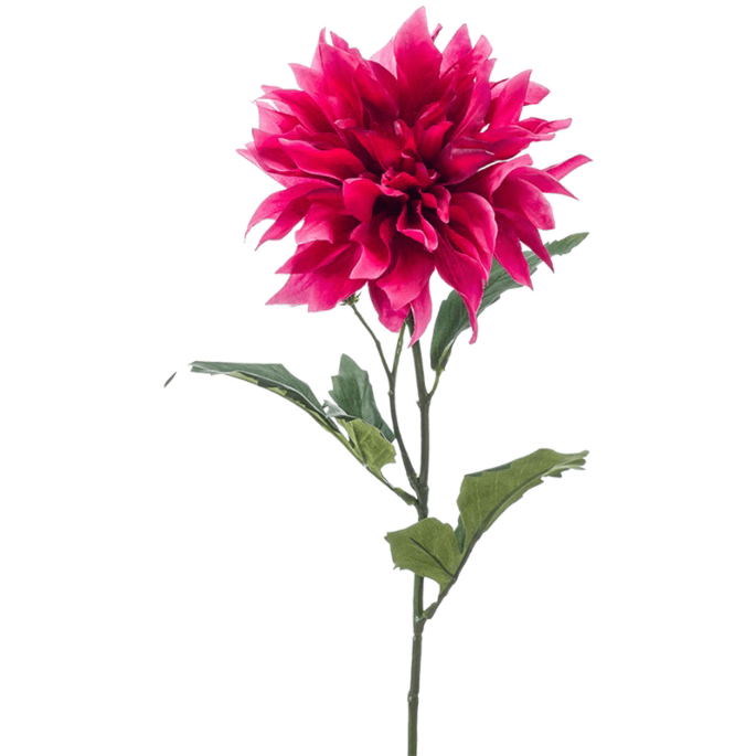 Dahlia