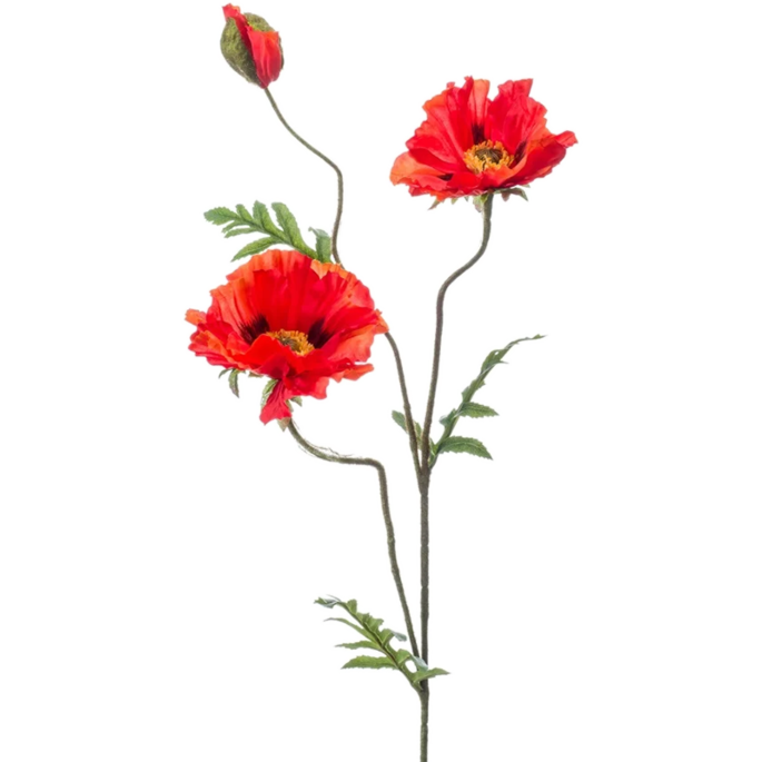 Poppy