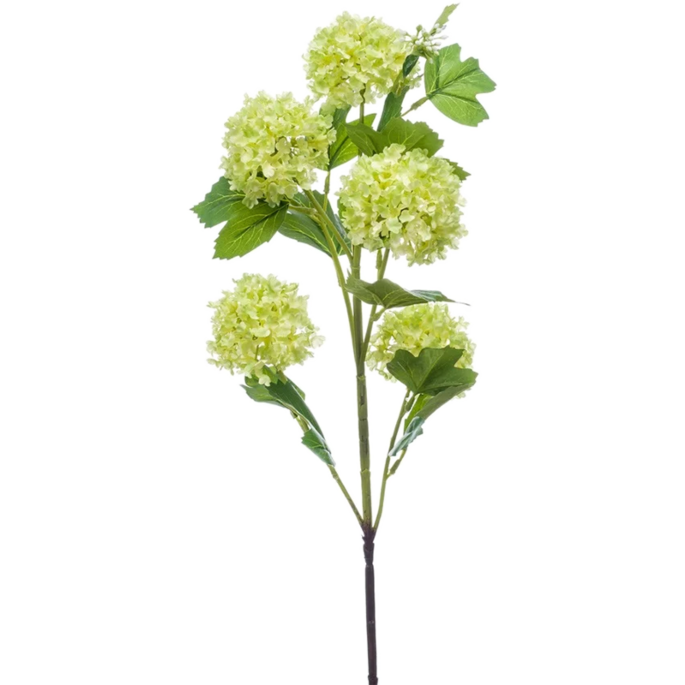 Viburnum