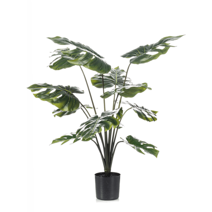 Monstera