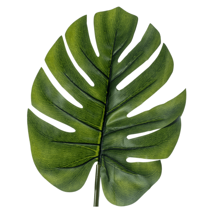 Monstera