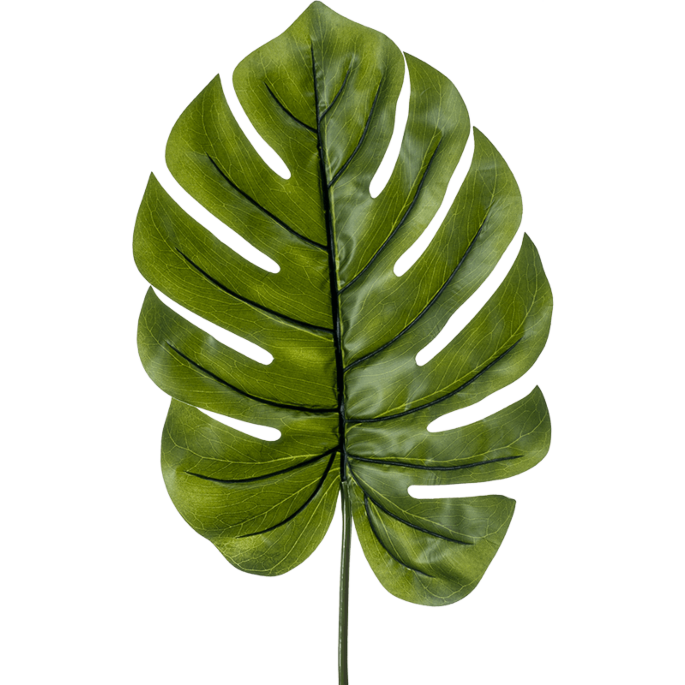 Monstera