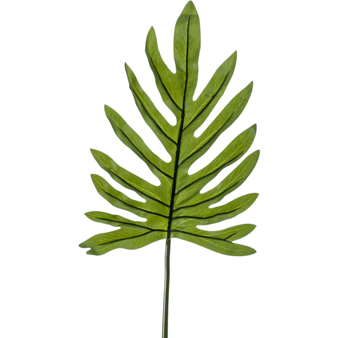 Philodendron