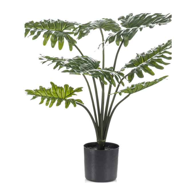 Philodendron