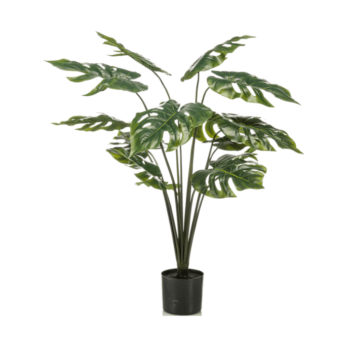 Monstera