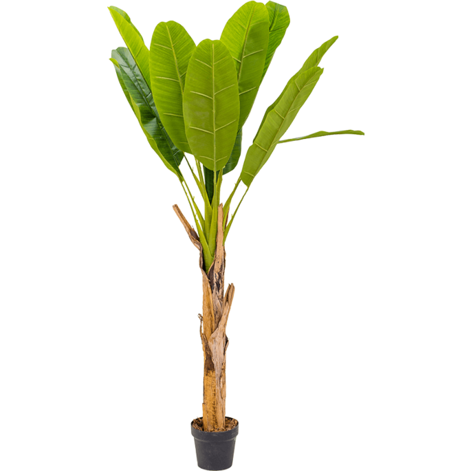 Bananenplant