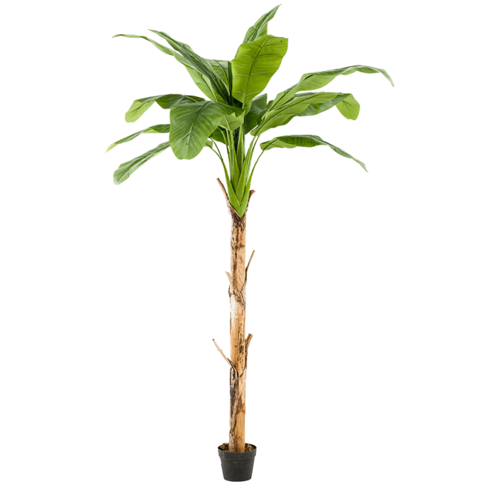 Bananenplant
