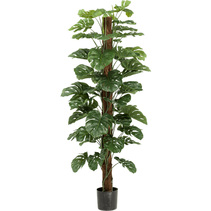 Monstera