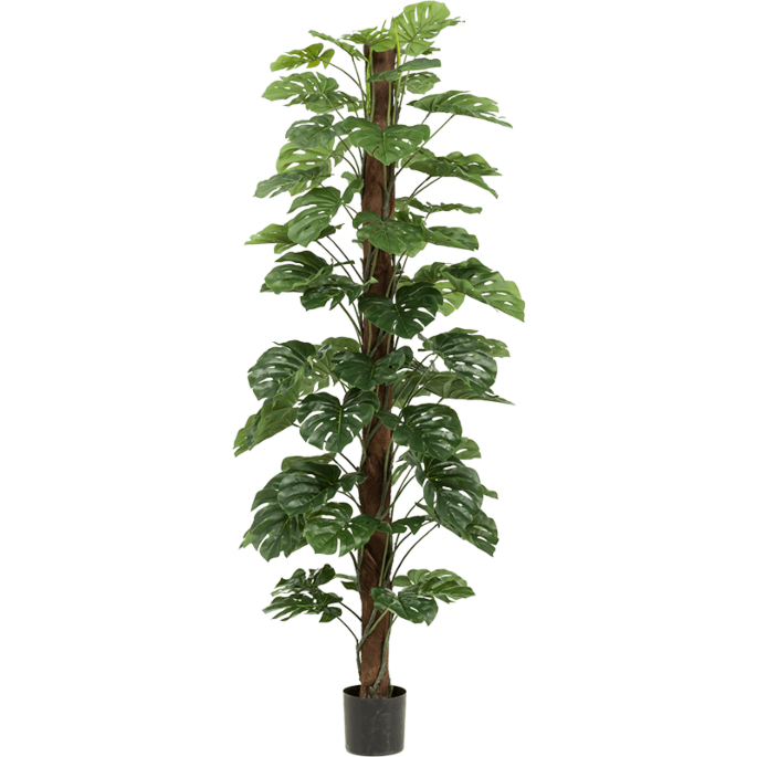 Monstera