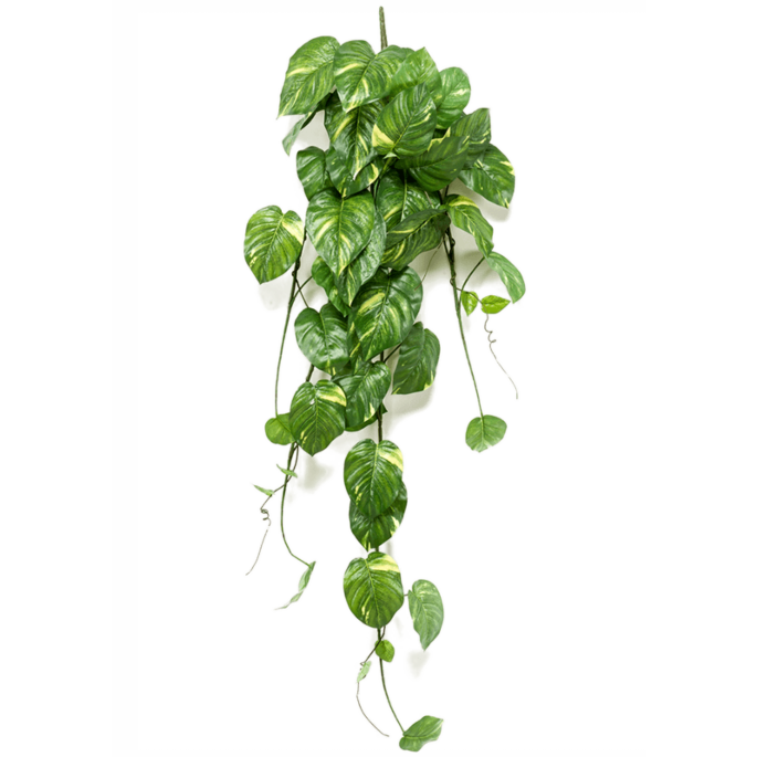 Scindapsus
