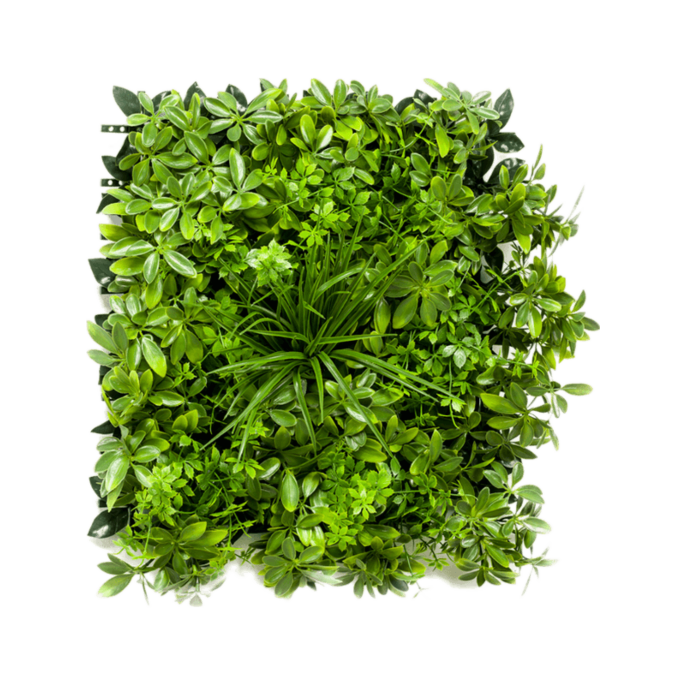 Schefflera