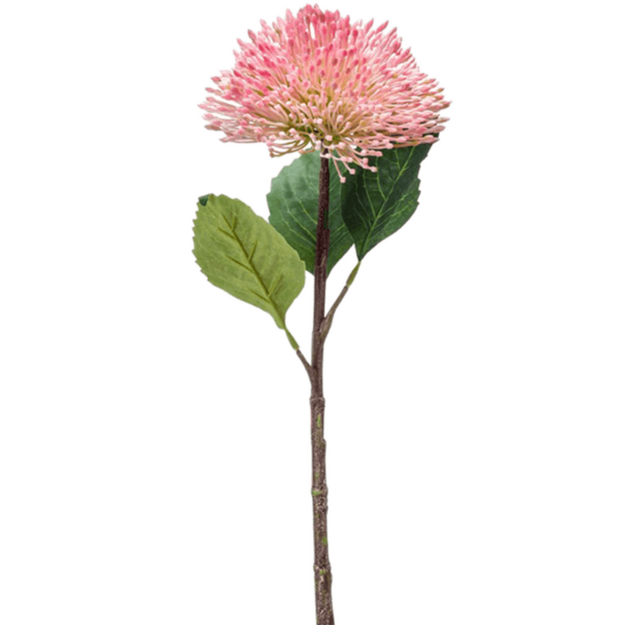 Sedum