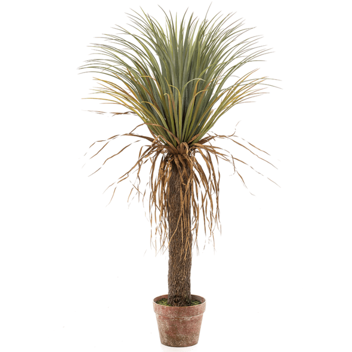 Yucca