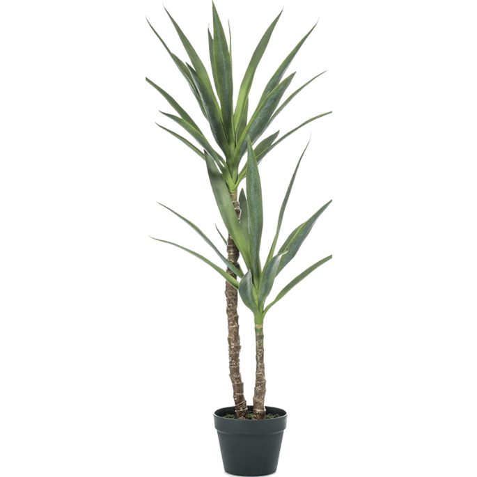 Yucca