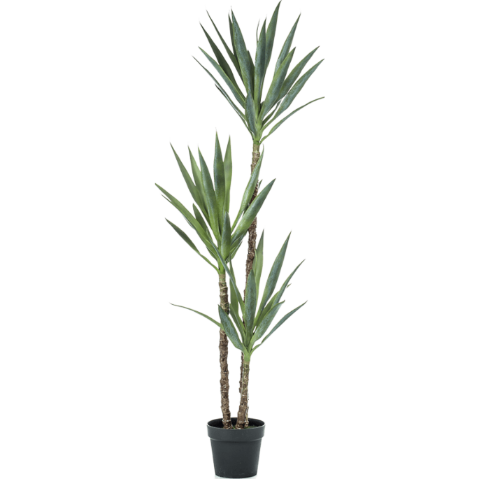 Yucca