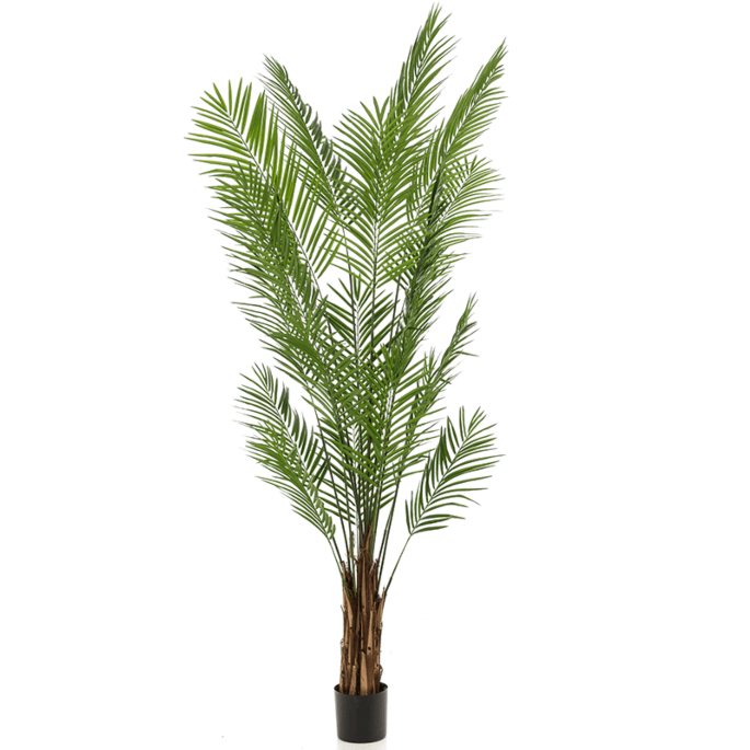Areca