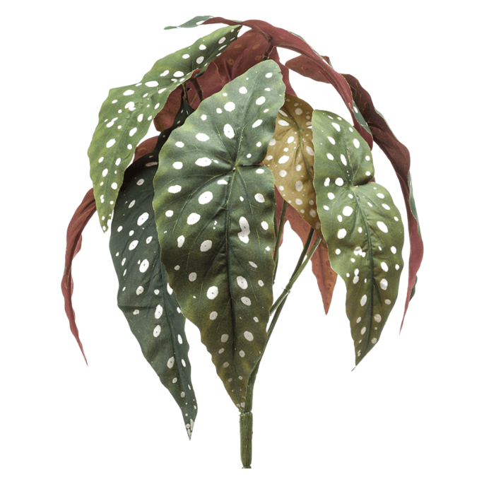 Begonia Maculata