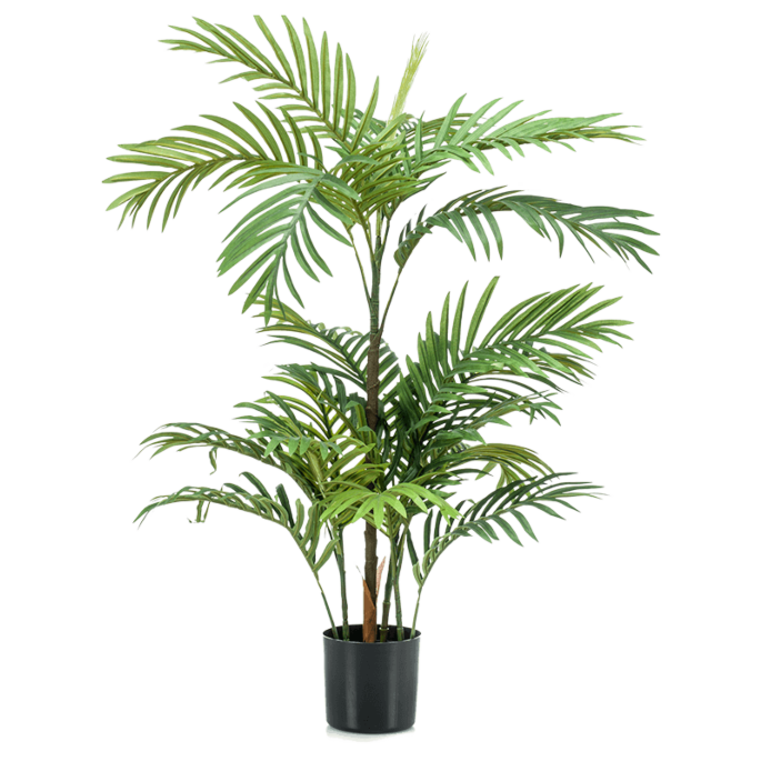 Dadelpalm