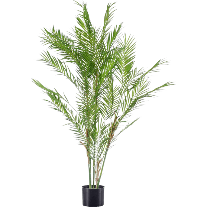 Chamaedorea