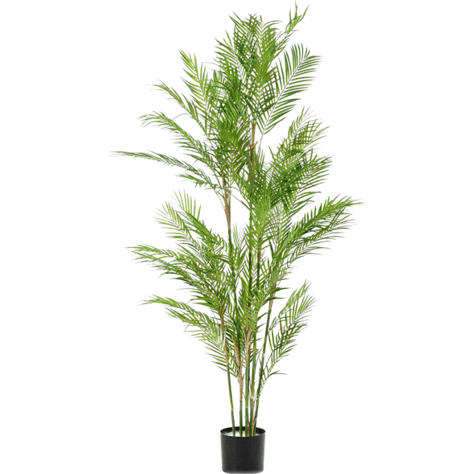 Chamaedorea