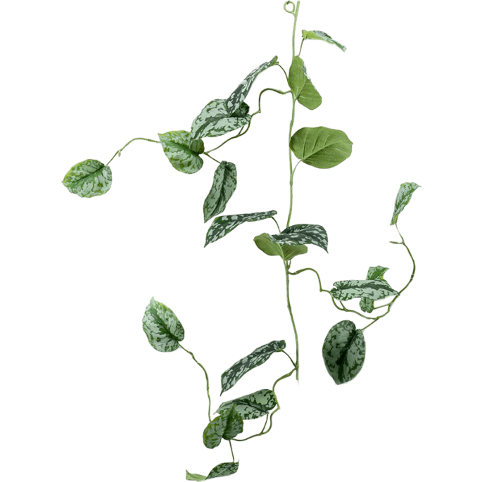 Zilveren Scindapsus