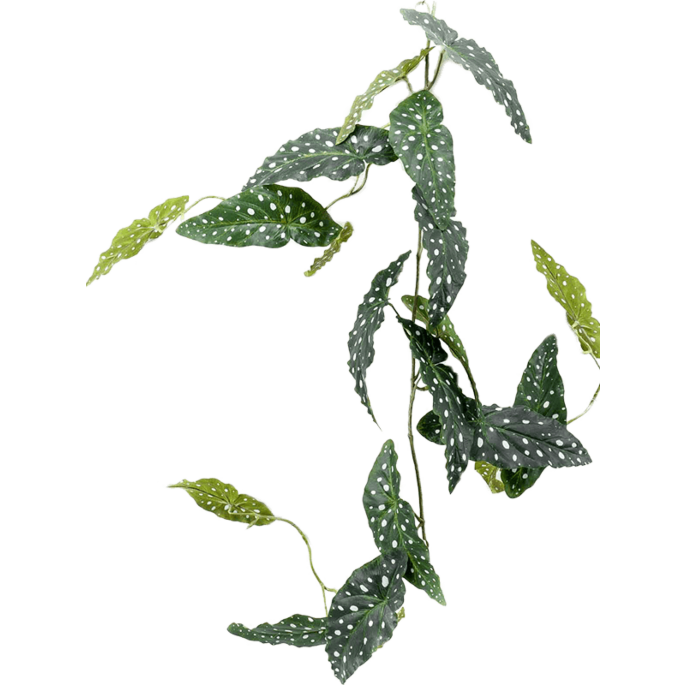 Begonia Maculata
