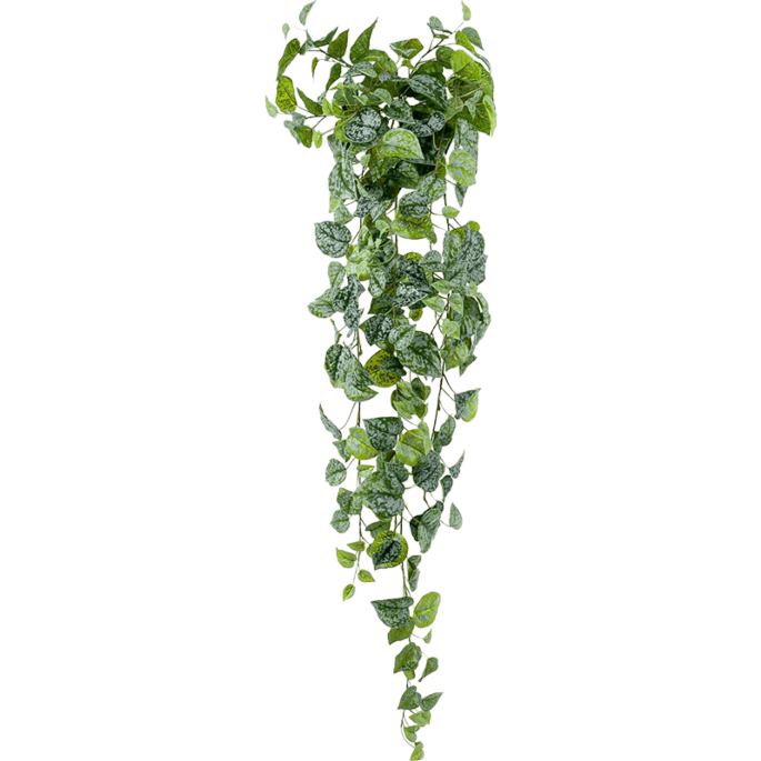 Zilveren Scindapsus