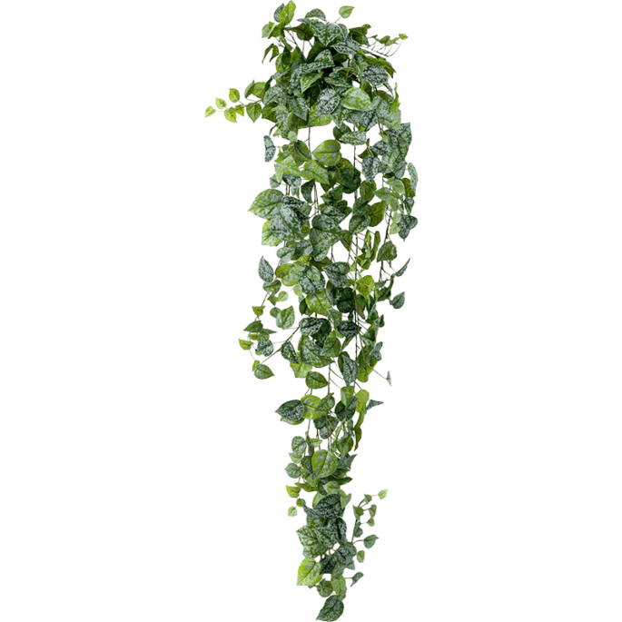 Zilveren Scindapsus