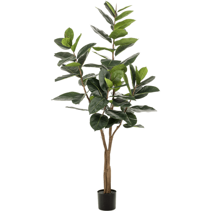 Ficus Elastica