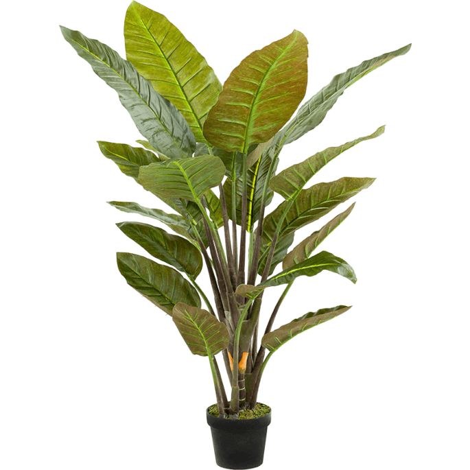 Strelitzia