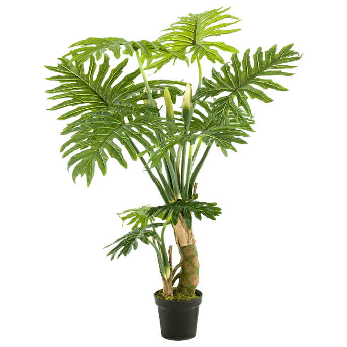 Philodendron