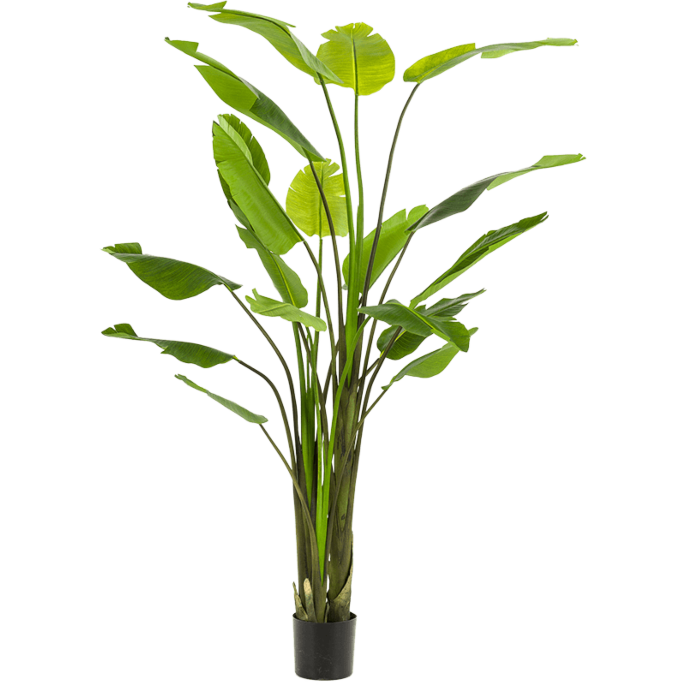 Strelitzia Nicolai