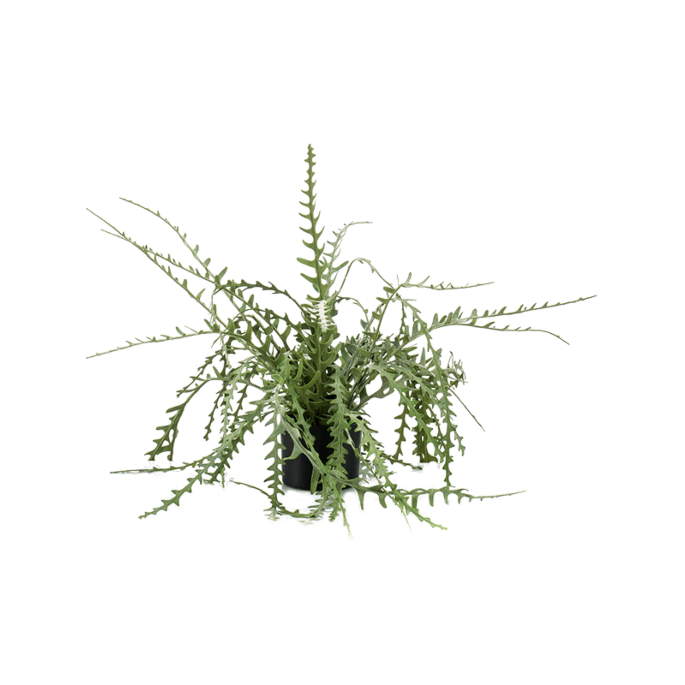 Epiphyllum