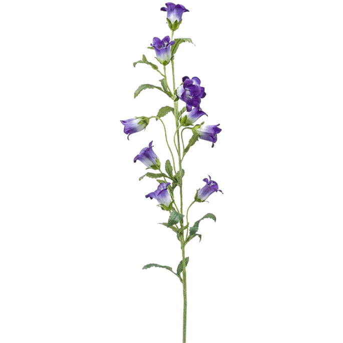 Klokjesbloem