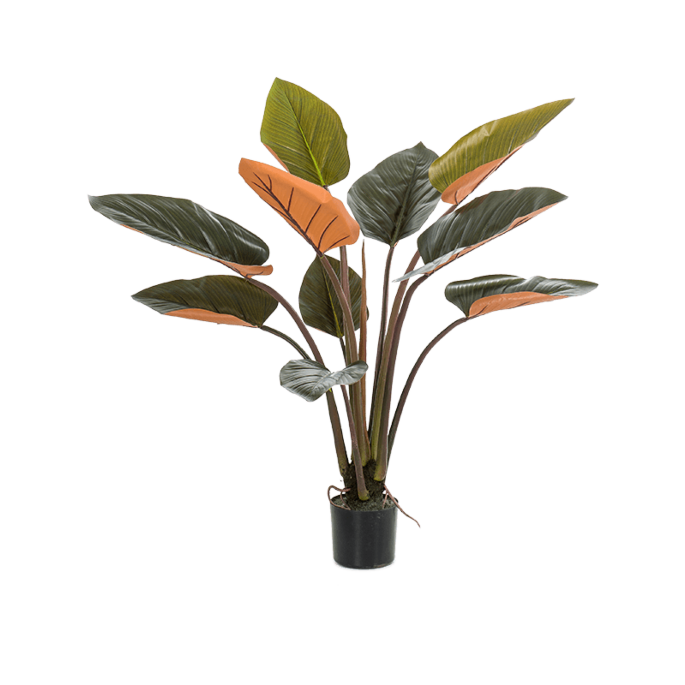 Philodendron