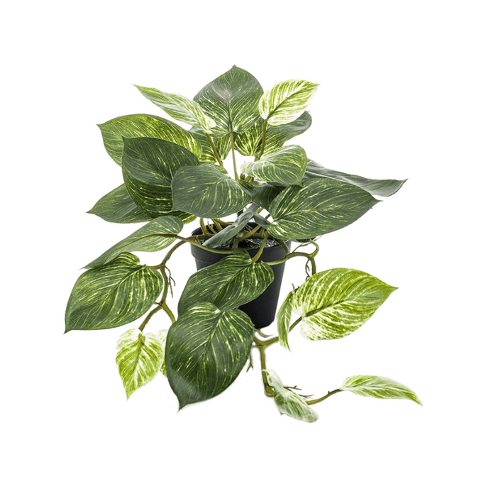 Scindapsus