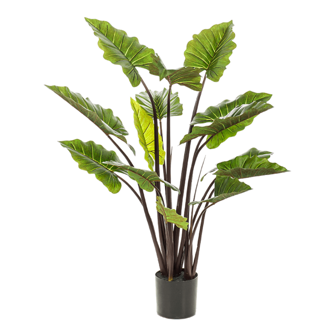 Colocasia