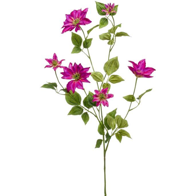 Clematis