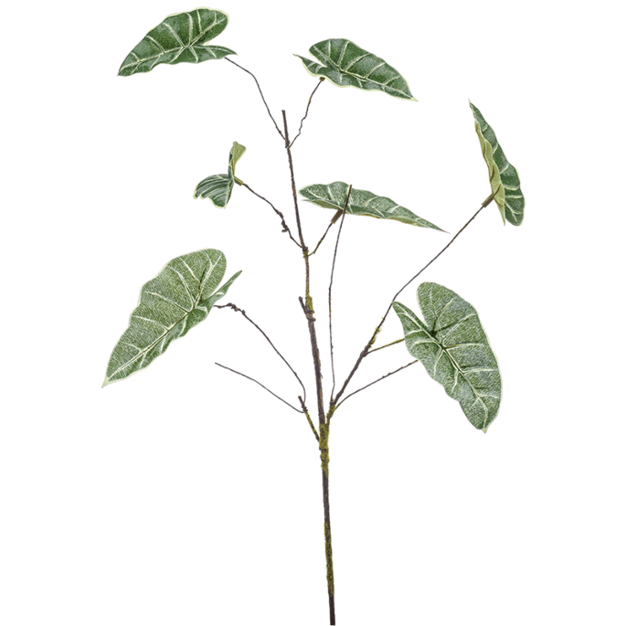 Anthurium
