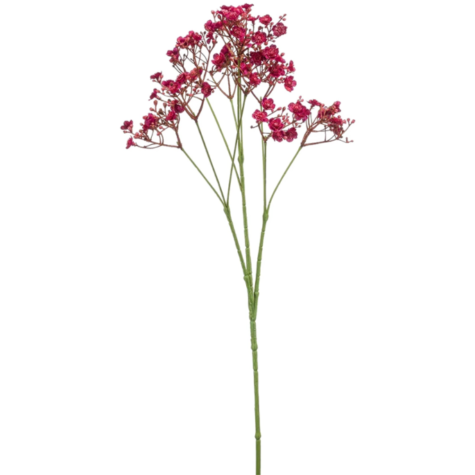 Gypsophilia