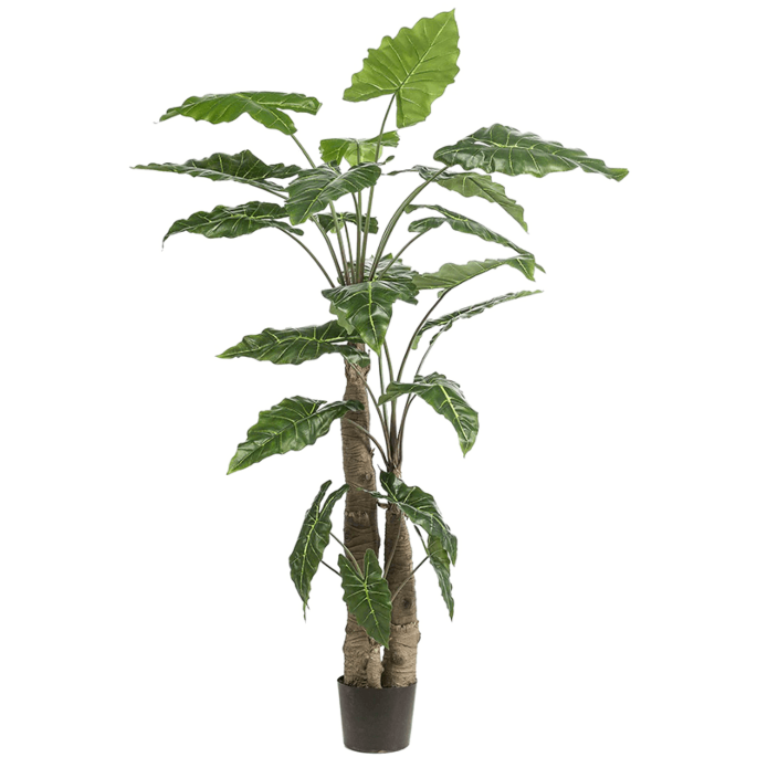 Alocasia