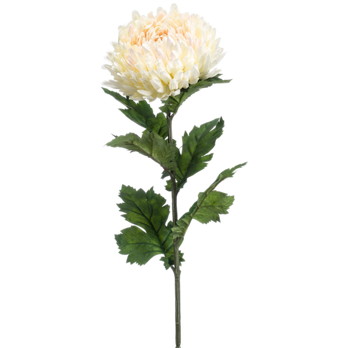 Chrysant
