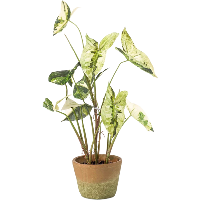 Caladium