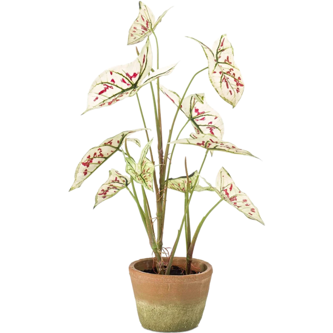 Caladium