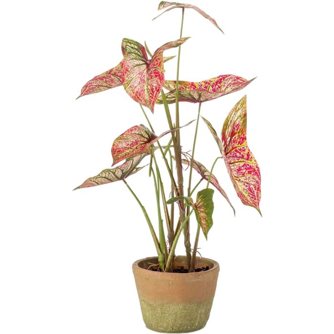 Caladium