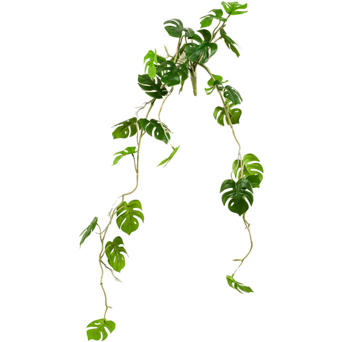Monstera
