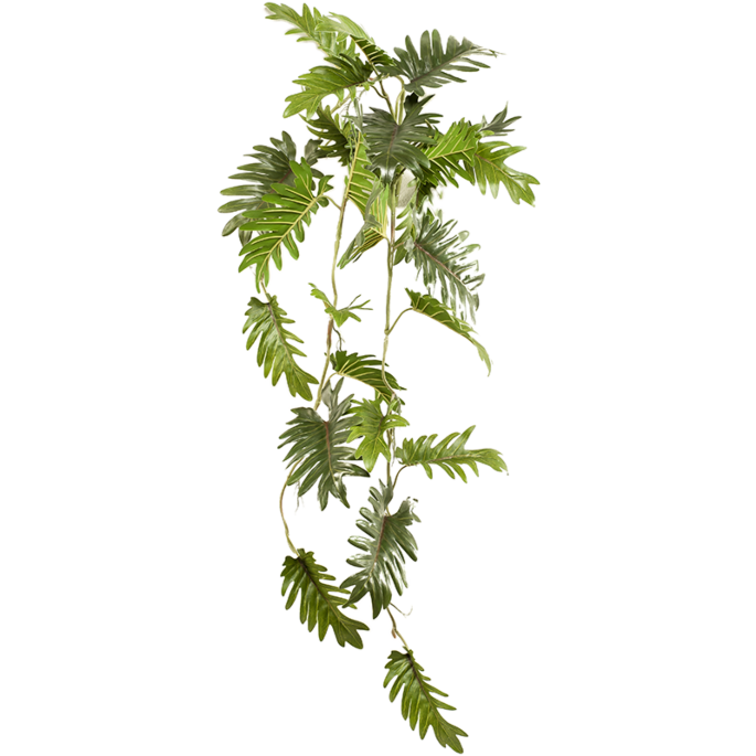 Philodendron